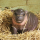 Illustration for article titled ZSL Whipsnade Zoo Welcomes Worst Cat Ever Into the World